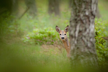 Sarna © Pawel