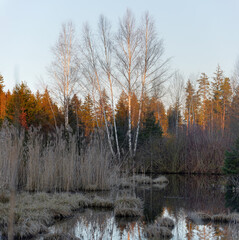Moorlandschaft Eulenau im Winter