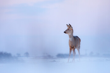 Sarna © Pawel