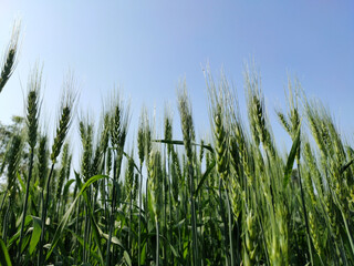 green wheat field