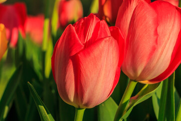 Two tulips with petals in detail in the sunshine. Several red flowers of the plant with green stem and leaves in spring. Background with more red tulip flowers