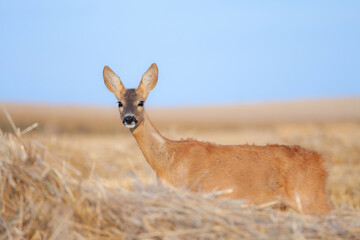 Sarna © Pawel