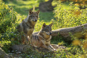 Couple de loups gris