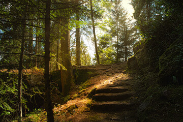 path in the woods