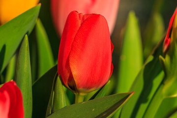 Centered view of a red tulip with a dominant green leaf. Flower with petals in detail in sunshine. Flowers with green flower stems and leaves in spring morning
