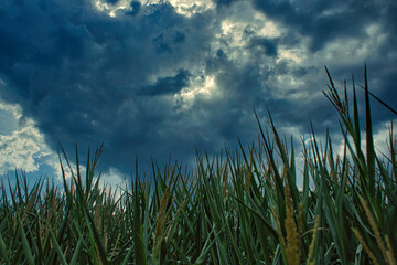 Fototapeta premium grass and sky