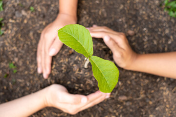 Three hands are planting young seedlings on fertile ground, taking care of growing plants. World environment day concept, protecting nature