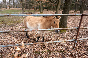 brown white Przewalski horse is standing in the paddock