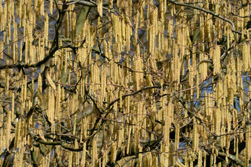 Blütenkätzchen vom Haselnussstrauch (Corylus avellana), Hintergrundbild, Deutschland, Europa