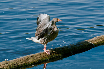 Greylag Goose (Anser anser) in park, Germany