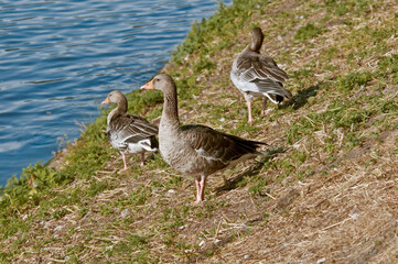 Greylag Goose (Anser anser) in park, Germany