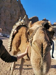 Camel, Egypt