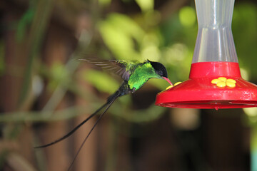 Obraz premium Jamaica blue Hummingbird drinks water