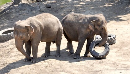 Słonie w zoo.
