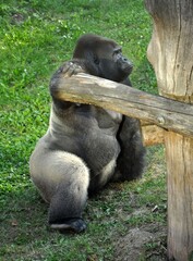 Goryl w zoo. © Lukasz Lewczuk
