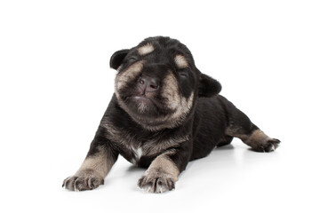 puppy miniature schnauzer 1 week isolated on white background
