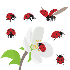 Set of seven isolated cartoon red ladybugs with flower. Vector
