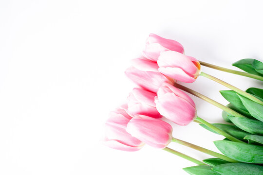 Spring flower pink tulips bouquet isolated on white