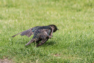Common Starling (Sturnus vulgaris) in park, Central Russia