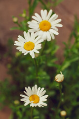 Fototapeta premium Chamomile flower leucanthemum in the garden, selective focus, blurred bokeh background