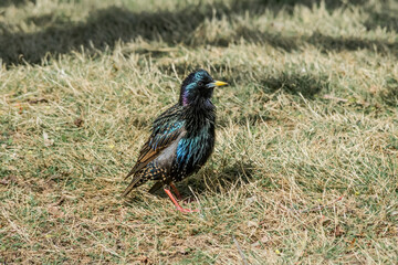 Common Starling (Sturnus vulgaris) in park, Central Russia