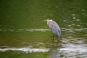 Fischreiher auf Nahrungssuche