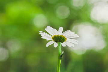 Chamomile flower leucanthemum in the garden, selective focus, blurred bokeh background