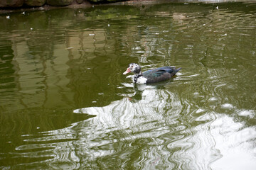 a colorful duck is swimming in a pond