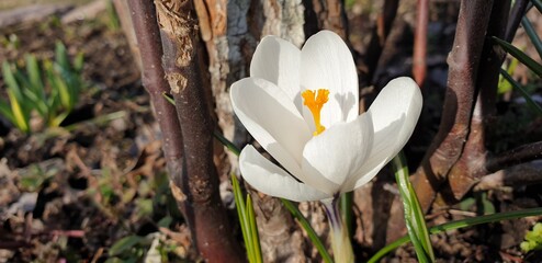 spring crocus flowers