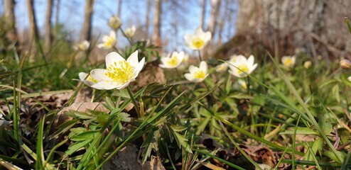 white spring flowers
