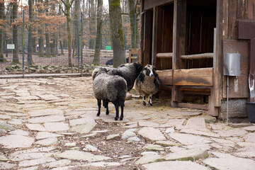 group of sheep standing by the barn
