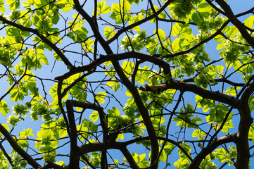 Curved intertwined tree branches with young light green foliage against blue sky