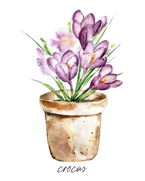 Crocus flower in pot, watercolor painting. Floral illustration isolated on white. Perfectly for stickers, poster, greeting design.	