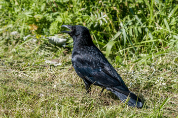 Carrion Crow (Corvus corone) in park, Keil, Schleswig-Holstein, Germany