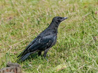 Carrion Crow (Corvus corone) in park, Keil, Schleswig-Holstein, Germany