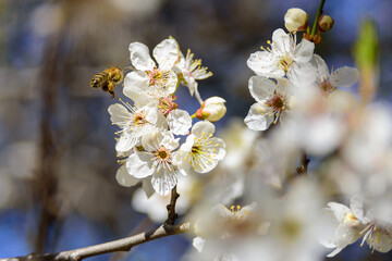 Blooming cherry tree with white flowers at sunny day. Honey bee flying around