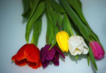 bouquet of colorful tulips