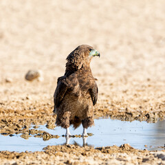 Immature Bateleur Eagle