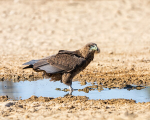 Immature Bateleur Eagle