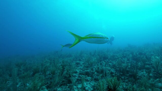 Slow Motion Pan: Yellowtail Snapper Swimming Over Coral Reef