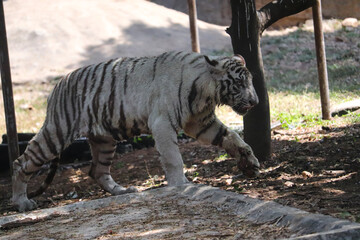 bengal tiger in the zoo