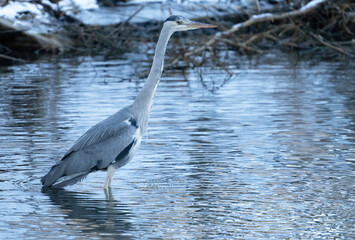 Gray heron standing in the water waiting to catch fish.