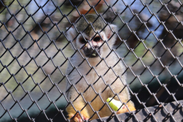 close up of a monkey in a cage