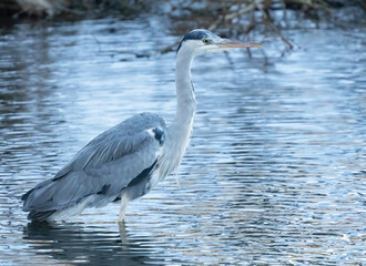 Fototapeta premium Gray heron standing in the water waiting to catch fish.