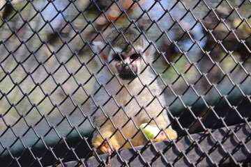 monkey in cage