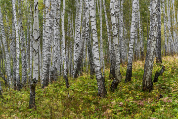 Birch Forest Siberia Fall