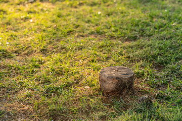 Deforestation concept. Stump of tree after cutting forest.