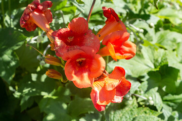 Orange trumpet vine flowers in a garden during spring