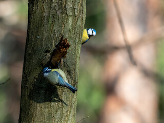 Blaumeise