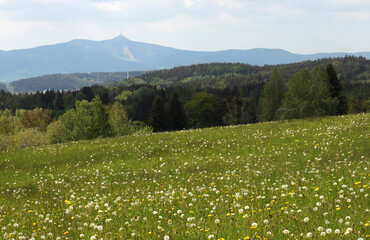 meadow with faded dandelions and in the distance on the horizon the Ještěd lookout tower